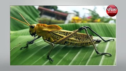 इस कीड़े रोकथाम पर हर साल खर्च होते हैं १ करोड़ ३० लाख डॉलर