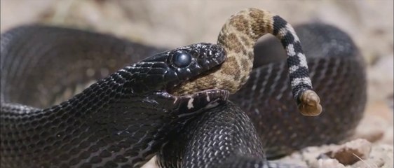 The Kingsnake eat to other snake | wild animal