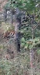 Download Video: Panna tiger reserve