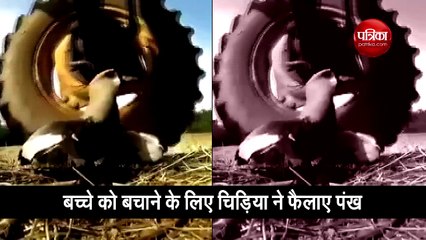 बच्चे को बचाने के लिए मां ने फैलाए पंख, लोग हुए इमोशनल