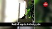 वीडियो: इस बिल्ली की एक अदा पर मरती है दुनिया, टिकटॉक पर हैं लाखों फैंस