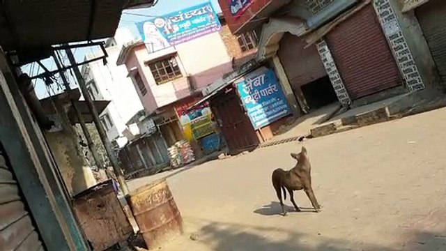 CAA Protest: Bijnor में छतों से हुआ पथराव तो ऐसे बचाई नजीबाबाद एसडीएम ने जान- Video