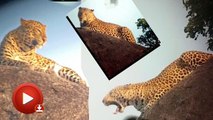 leopard video viral in social media