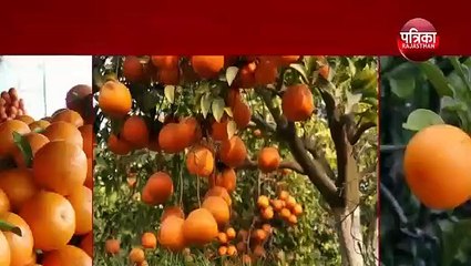 पड़ौसी मुल्कों में बढ़ रही श्रीगंगानगर के किन्नू की मांग