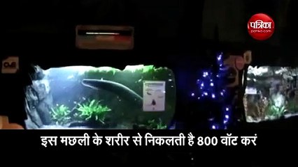 लाइट्स से नहीं मछली से जगमग होगी क्रिसमस ट्री, रखी गईं इलेक्ट्रिक ईल मछली