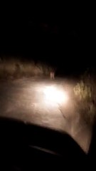 गणेश मंदिर रोड पर आया बाघ