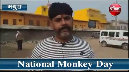 वृंदावनवासी बोले बंदरों के कारण जीना दुश्वार