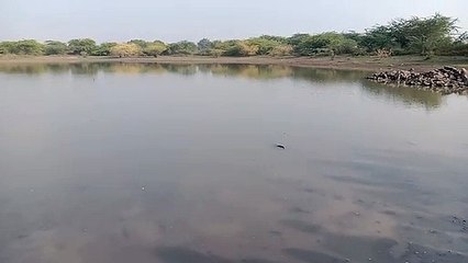 तलाई में मिला अज्ञात का शव