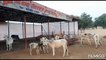 शोभासर गांव जहांं मुस्लिम समाज करता है गायों की सेवा