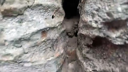 चमत्कार .. पेड़ से  निकली साईं बाबा की प्रतिमा