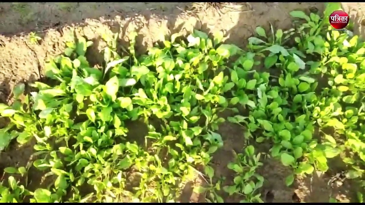 ठिठुरा शेखावाटी: दिसंबर की शुरुआत में ही शून्य के नजदीक पहुंचा तापमान, खेतों में जमी बर्फ