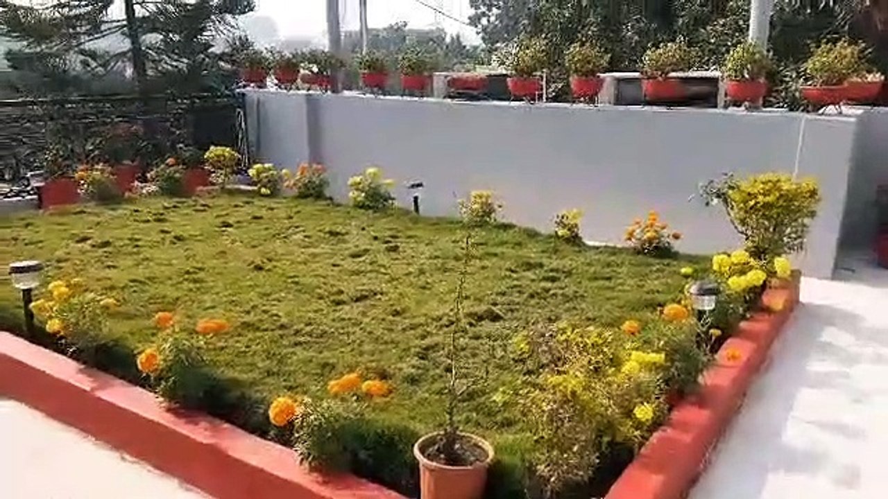 Decorated air purified plants at home