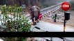 elephant lifts crossing gate to cross railway tracks