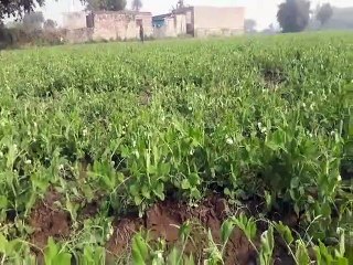 इस बार गोल्डन किस्म की मटर किसानों के लिए बरसाएगी सोना