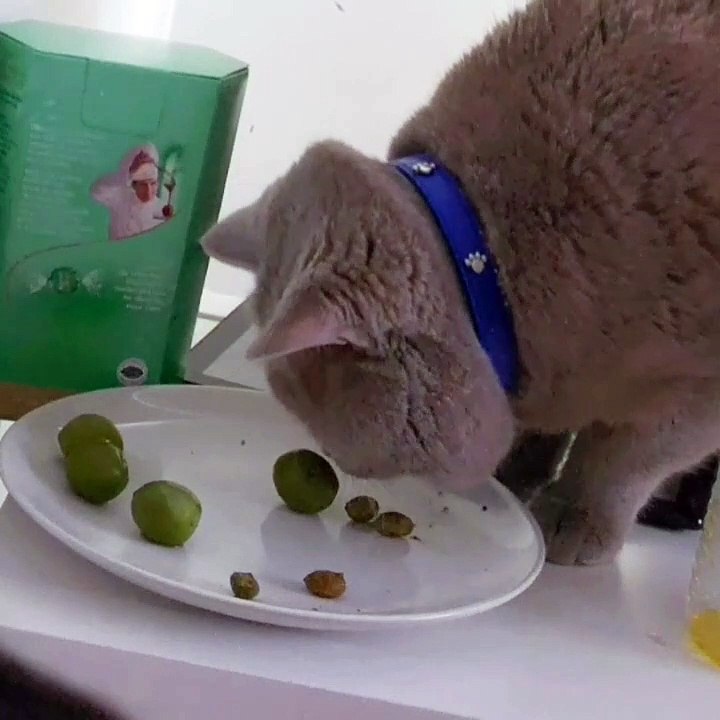 Cat Rubs Cheeks on Olives