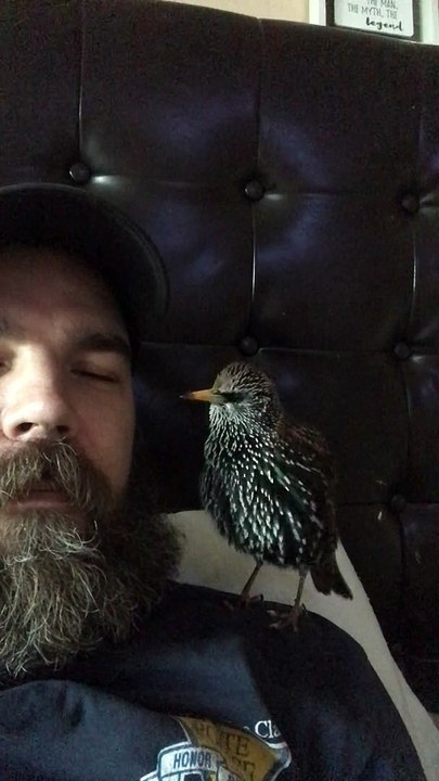 A European Starling Talking to his Dad