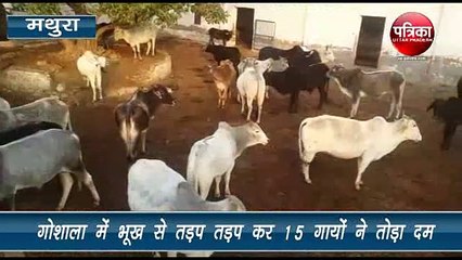 भूख और बीमारी से गौशाला में 15 गायों ने तोड़ा दम