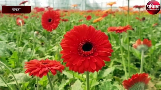 इंजीनियर की लाखों रुपए की नौकरी छोड़ फूलों की खेती से हो रहे मालामाल