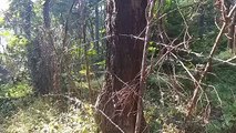 State Highway side barbed wire