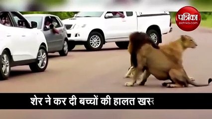 वीडियो: बच्चे खींच रहे थे फोटो, शेर ने मारी ऐसी दहाड़ बच्चे डरकर बैठ गए कोने में