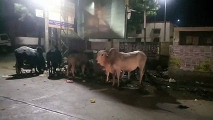 सड़कों पर नहीं भटकेंगे निराश्रित पशु