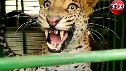 forest :   सरसों के खेत से सुनी गुर्राहट, पैंथर को बचाने की प्रार्थना