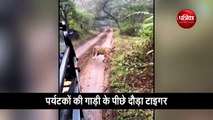 टूरिस्ट की जीप के पीछे भागा बाघ, ऐसे बचाई जान