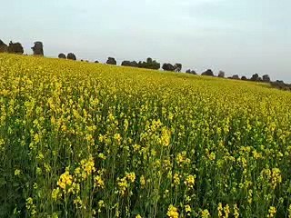 mustard sowing in baran