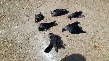 नहीं थम रहा कौओं की मौत का सिलसिला