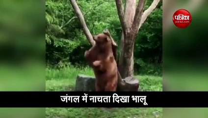 जंगल में दिखा डांसिंग स्टार का जलवा, भालू के मूव्स देख लोग रह गए दंग