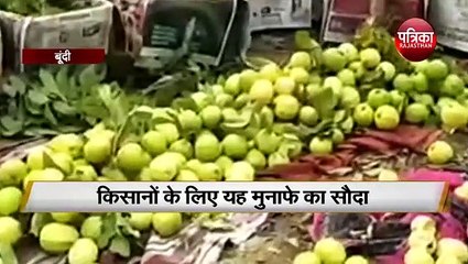 बूंदी की माटी में पककर तैयार हो रहा अमरूद