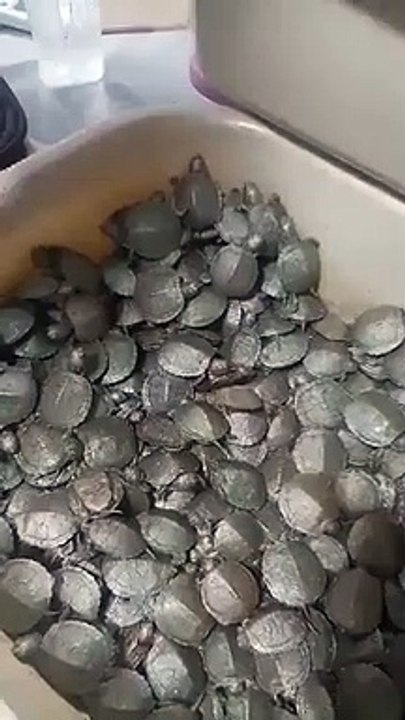 2829 turtles recovered from passenger at tiruchi airport