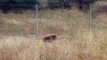 The child of the bear was protected barbed wire