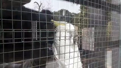 आठ माह में तैयार होने वाला बर्ड पार्क तीन साल में भी शुरू नही हो पाया