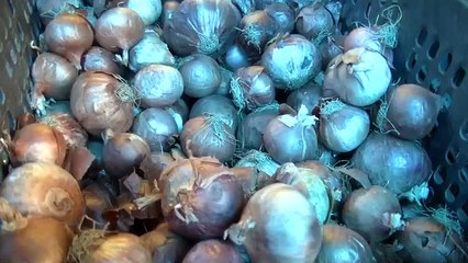 प्याज ने तोड़े इस साल के सारे रिकॉर्ड