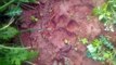सरिस्का : खेत में सो रहे किसान के समीप आया बाघ, रजाई को पंजे से फाड़ा, गांव में दहशत का माहौल