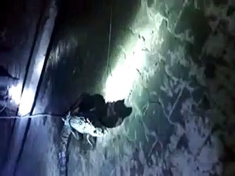 Crocodiles enter village ..... watch video