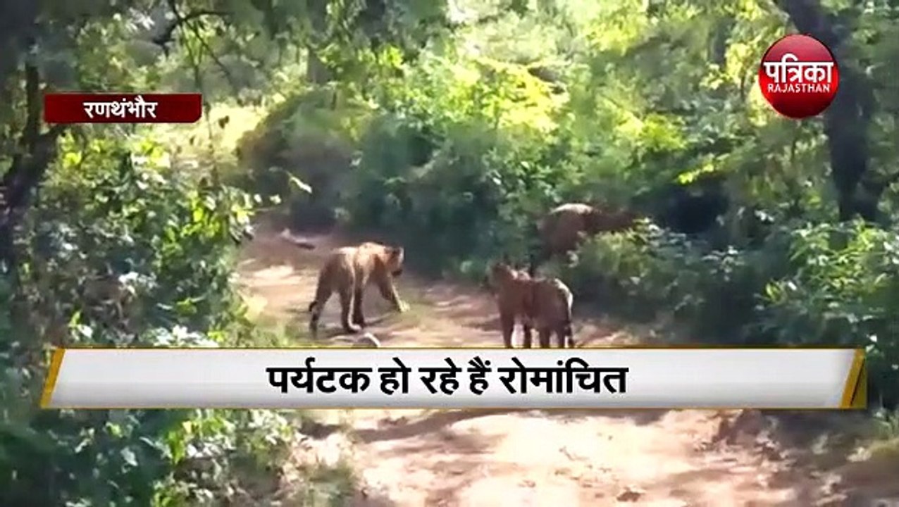 बाघिन के शावक कर रहे अठखेलियां