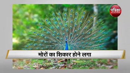 फैक्ट्री बंद होने से संकट में मोर