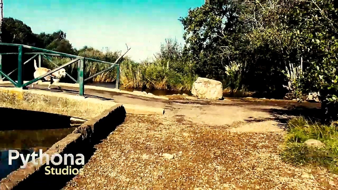 Cookie Sykes Goes on an Adventure