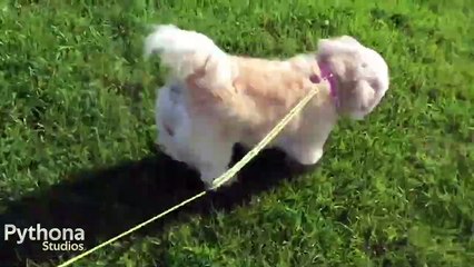 Cookie Sykes Goes to the Park