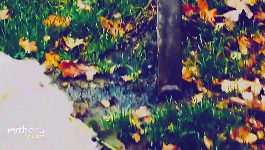 Cookie Sykes Goes - Series 1