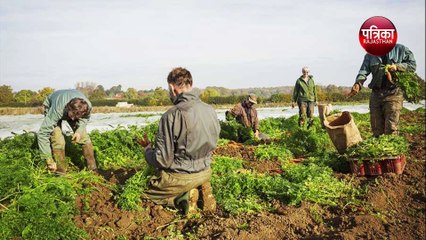 फसल काटने प्लेन से बुलाए मजदूर खर्चा 38 लाख रुपए