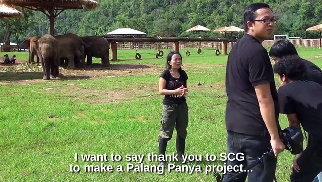 Cet Elephant veut passer à la caméra pendant l'interview !