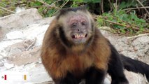 Zookeeper's Hilarious Photos Of Monkey Go Viral