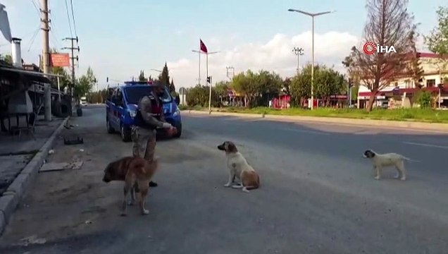 Jandarma sokak hayvanlarını unutmadı