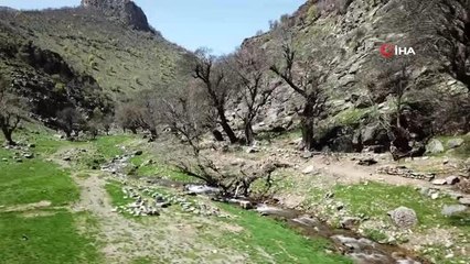 Baharla birlikte yeşeren 3 asırlık ağaçlar kartpostallık görüntüler oluşturdu