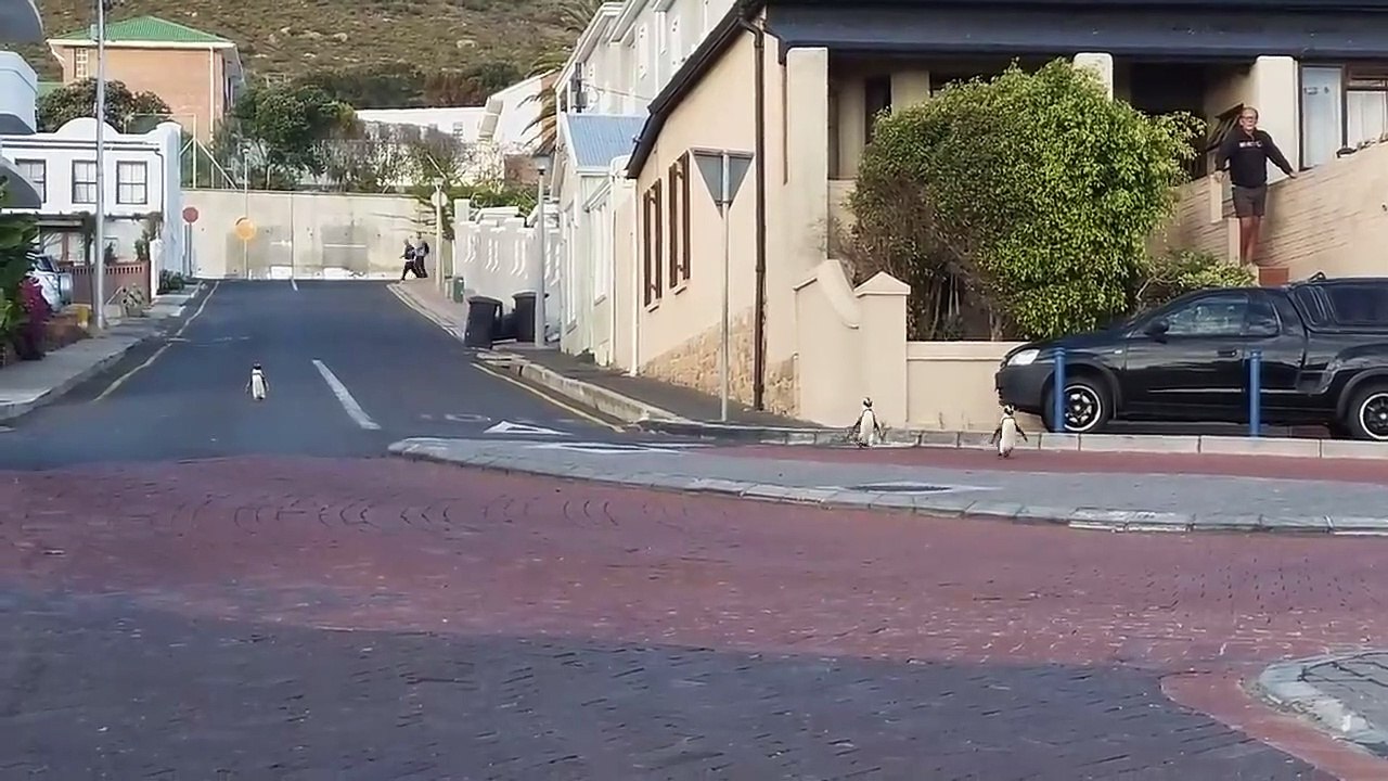 Des pingouins aperçus dans les rues en Afrique du Sud