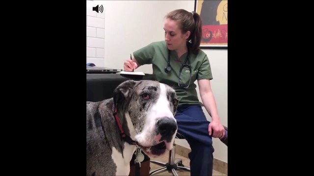 Ce chien simule chez le vétérinaire...