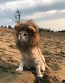 Chat lion... Petit roi de la savane adorable